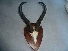 Springbock Geweih aus Namibia