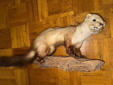 Ausgestopfter Marder - echt - mit Halter für die Wand