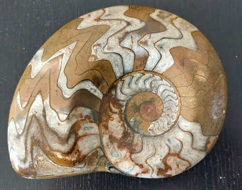 Prachtvolles goniatit fossil - prachtvolles,