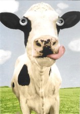 Kuh (Lip Smacking) mit Wackelaugen im Ansichtskartenformat, ungelaufen, 2004