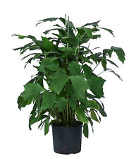 Fischschwanzpalme Zimmerpalme Palme in Hydrokultur ca. 90 cm ØTopf 22 cm, Dehner