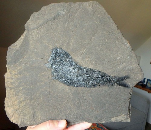 Ammonit fossilien fisch - ammonit,