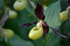 Cypripedium calceolus