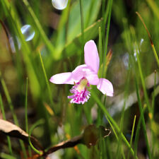 Pogonia ophioglossoides  Moororchidee orchids Cypripedium orquídeas Bulbophyllum