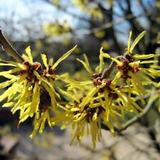 Gelbblühende Zaubernuss