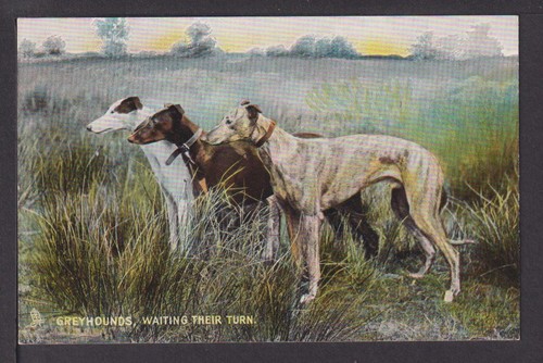 Ansichtskarte jagd hunde - ansichtskarte,