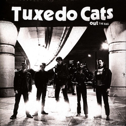 Tuxedo cats out - out, bag