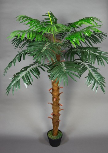 Phönixpalme 140cm - , zj