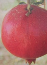 Punica granatum 'Parfianka'