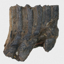 Fossil Steppenmammut