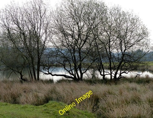 Foto 6x4 petworth park - 6x4,