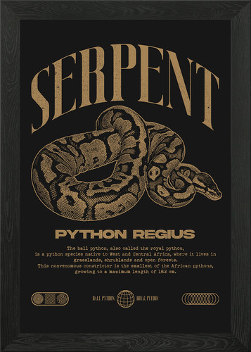 Ball python regius - ball,