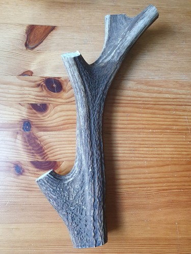 Geweihteile abwurfstangen - geweihteile,