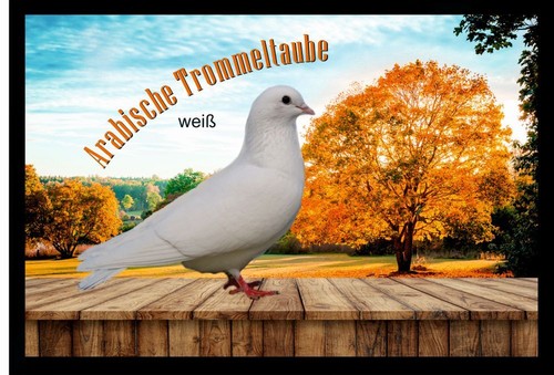 Fußmatte schmutzfangmatte - fußmatte,
