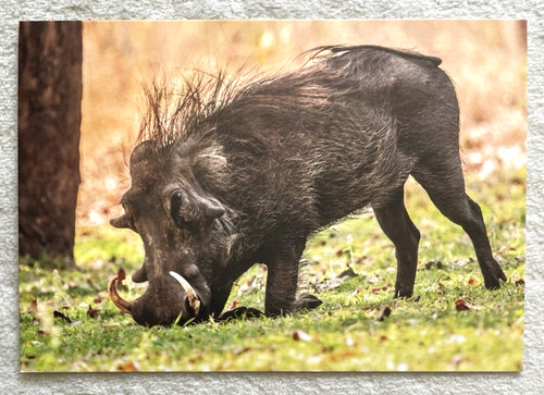 Postkarte warzenschwein - 1,