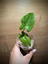 Alocasia Macrorrhiza Babyplant