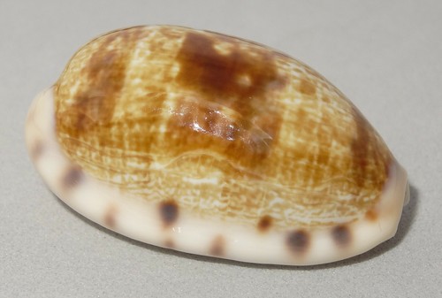 Meeresschnecke cypraea teres - meeresschnecke,