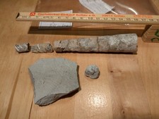 Versteinerungen Ammonit