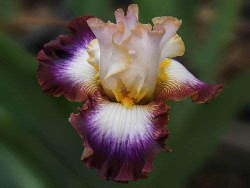 Schwertlilie iris edge of - iris,