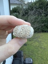 Regelmäßiger seeigel fossil - seeigel,