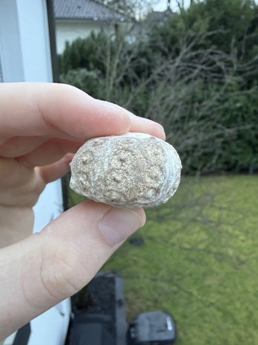 Regelmäßiger seeigel fossil - regelmäßiger,