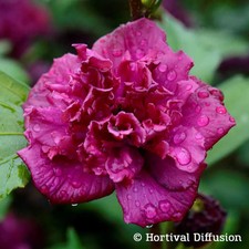 Garten-Hibiskus 'French