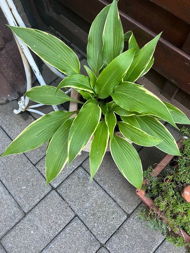 Funkien hosta ableger - hosta,