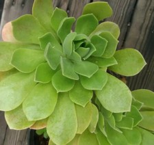 Aeonium Arboreum 2 Fresh