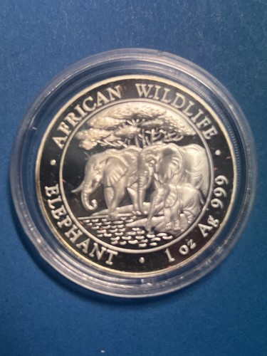 Somalia elefant 2013 african - somalia,