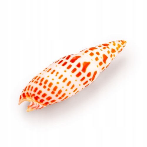 Aquarium mitra muschel - aquarium, mitra-muschel