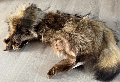 Tierhaut tierfell taxidermy - tierhaut/tierfell,,