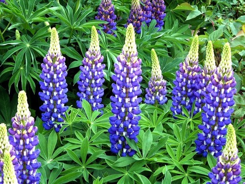 Samen lupin blau - samen,