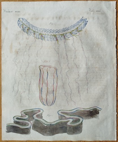 Qualle venusgürtel bertuch - -,