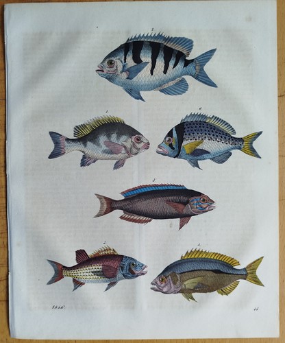 Fische lippfisch buch - fische,