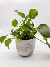 Pilea peperomioides Zimmerpflanze Pflegeleicht