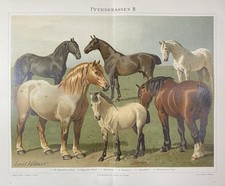 antike Grafik Fauna: Pferde