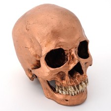 menschliches Schädel Modell