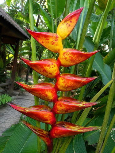 Pe973x heliconia champneiana - pe973x,