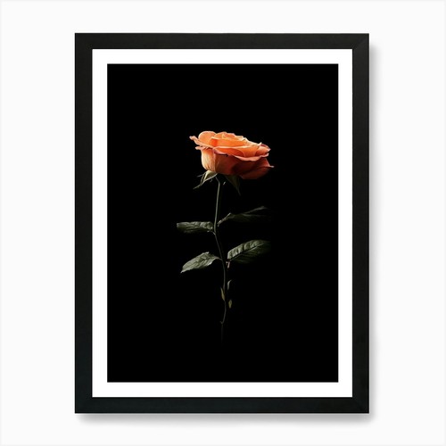 Einzelne rose auf schwarzem - einzelne,