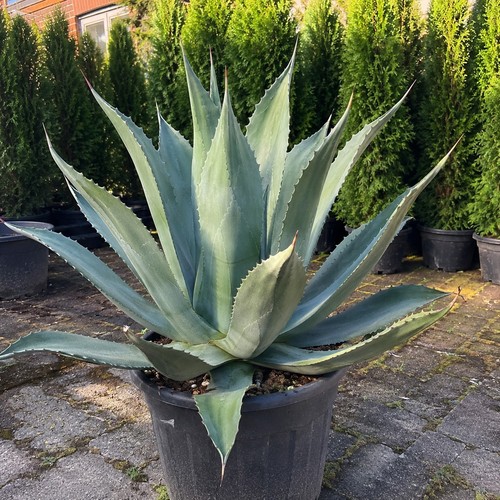 Agave americana bis - 20, cm
