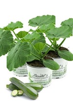 Enseleits 3er Set Zucchini