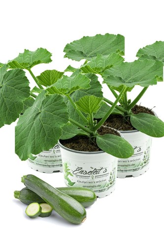 Enseleits 3er set zucchini - 3er,