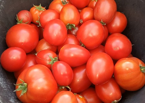 Tomatensamen dwarf rotes - tomatensamen,