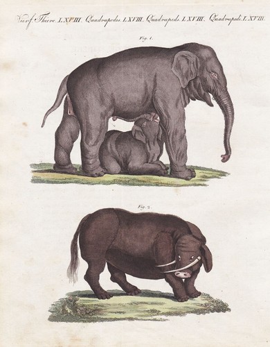 Elefanten elephants sukotyro - elefanten,