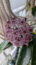 Hoya minibell splash - hoya,