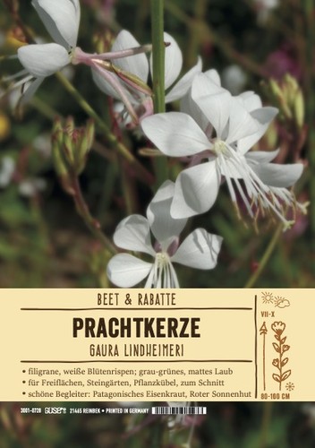 Gaura lindheimeri whirling - gaura,