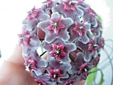 Hoya Pubicalyx - 'Royal