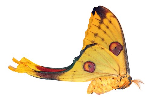 Lepidoptera saturniidae - lepidoptera,,