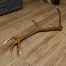 Rothirsch Stange 12 ender