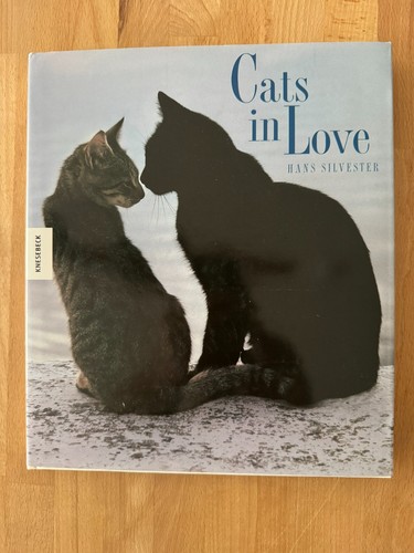 Cats love knesebeck - in,